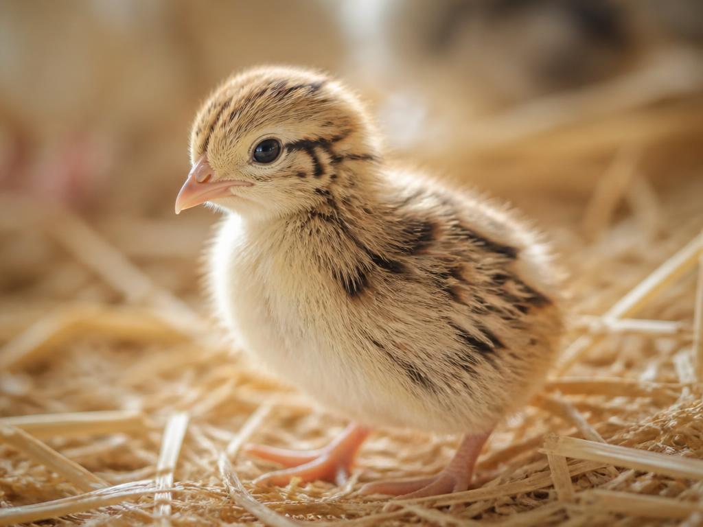Fluffy day-old quail chick standing on straw at Quail Eggs Wales
